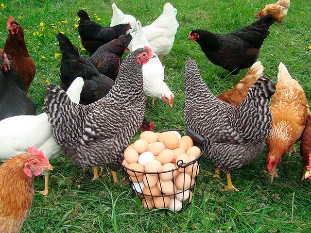 Содержание кур и уход за ними | ЗооТом - продажа, вязка и услуги для животных в Марксе
