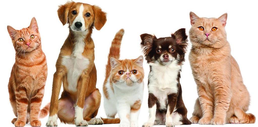 Доска объявлений о животных | ЗооТом - продажа, вязка и услуги для животных в Марксе