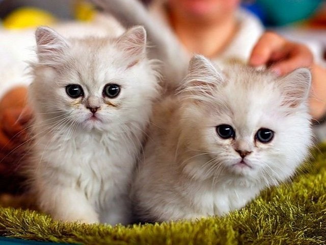 Породы кошек в Марксе | ЗооТом портал о животных