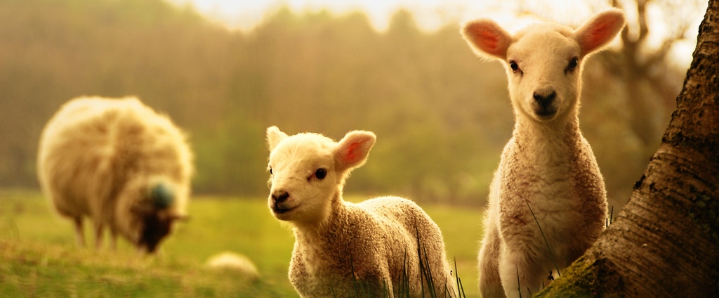 Объявления о сельскохозяйственных животных | ЗооТом - продажа, вязка и услуги для животных в Марксе
