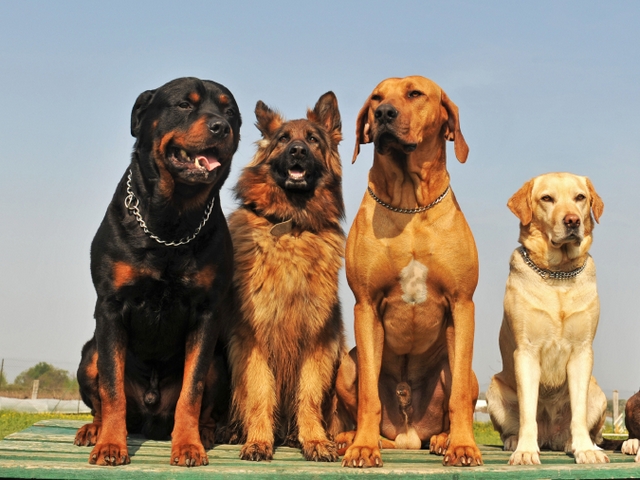 Крупные породы собак в Марксе | ЗооТом портал о животных