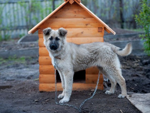 Все о собаках в Марксе Все о собаках в Марксе